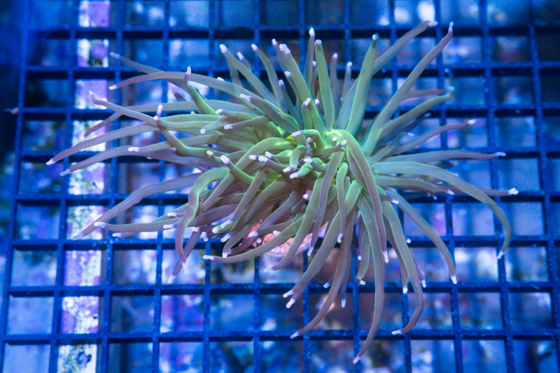 Torch, Ultra 3 inches