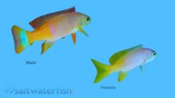 Pictilis Anthias - 2.25 - 3.5" - Female - South Pacific