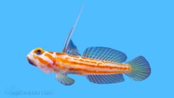 Yasha Shrimp Goby