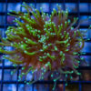 Torch, Ultra 3 inches