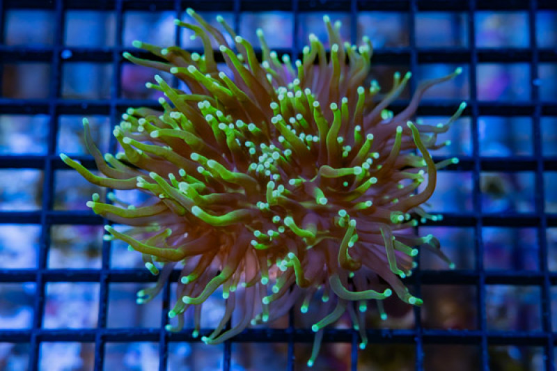 Torch, Ultra 3 inches