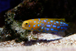 Blue Spotted Jawfish - 2.25 - 3.5" - East Pacific