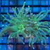 Torch, Ultra 1.5 inches