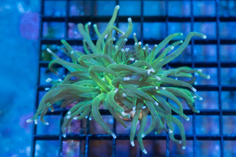 Torch, Ultra 1.5 inches
