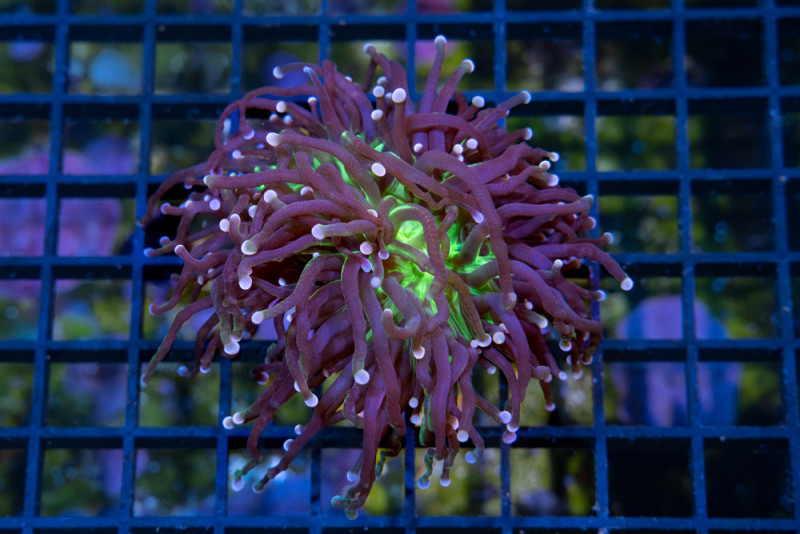 Torch, Ultra 1.5 inches