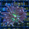 Torch, Ultra 1.5 inches