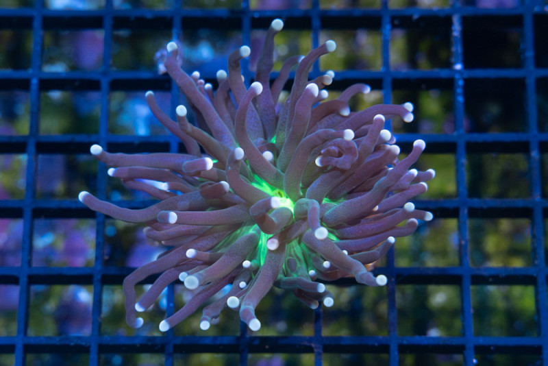 Torch, Ultra 1.5 inches