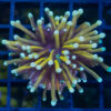 Torch, Ultra 1.5 inches