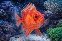 Squirrelfish