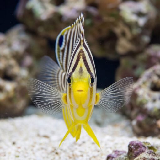 Multi-Barred Angelfish facing camera directly, showing bold black-white stripes, vivid yellow face and fins, near sandy reef substrate