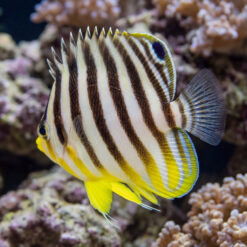 Multi-Barred Angelfish juvenile with bold dark vertical stripes and vivid yellow fins swimming near coral reef
