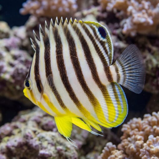 Multi-Barred Angelfish juvenile with bold dark vertical stripes and vivid yellow fins swimming near coral reef