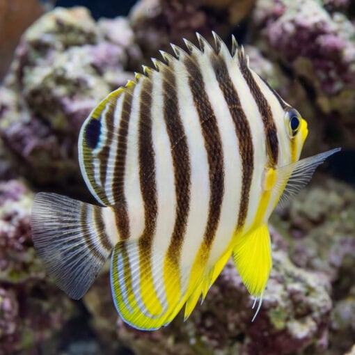 Multi-Barred Angelfish swimming laterally displaying bold brown-white vertical stripes yellow fins and blue eye against coral reef backdrop