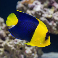 Bicolor Angelfish (Centropyge bicolor) vibrant yellow and blue specimen swimming near coral reef showing classic two-tone coloration