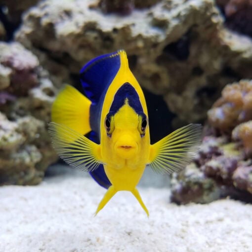 Bicolor Angelfish (Centropyge bicolor) facing camera directly, vivid yellow and blue coloring, pectoral fins spread, white sand reef tank
