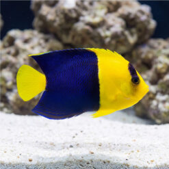 Bicolor Angelfish (Centropyge bicolor) swimming near sandy substrate, showing vivid yellow and deep blue coloration in reef aquarium