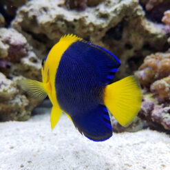 Bicolor Angelfish (Centropyge bicolor) swimming near sandy substrate with vibrant blue body and yellow face tail and fins in reef tank
