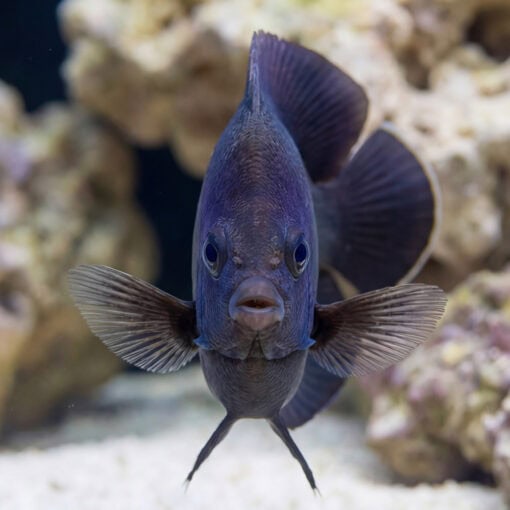 Midnight Angelfish facing forward with fins spread, deep purple-blue coloring, in reef aquarium with coral rock background