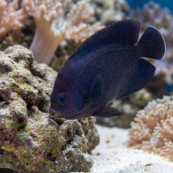 Midnight Angelfish deep blue-black coloration grazing on live rock surrounded by coral reef and sandy substrate