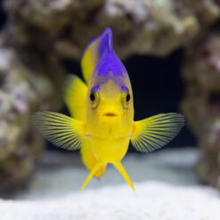 Colini Angelfish juvenile facing forward displaying vibrant yellow body purple crown pectoral fins spread reef aquarium background