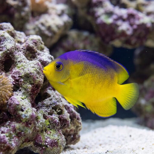 Colini Angelfish vibrant yellow and purple bicolor near live rock coral reef aquarium sandy substrate