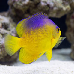 Colini Angelfish vibrant yellow body purple cap dorsal fin side profile swimming over white sand reef aquarium