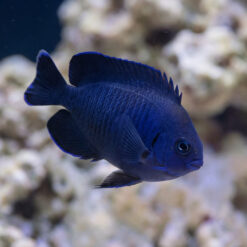 Blue Velvet Angelfish swimming laterally displaying deep cobalt blue scales and fins against blurred coral reef background