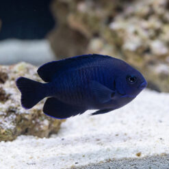 Blue Velvet Angelfish swimming near white sand substrate with live rock, showcasing deep cobalt blue coloration and scaled body