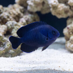 Blue Velvet Angelfish swimming near white sand substrate with live rock, showcasing deep blue coloration and visible scales
