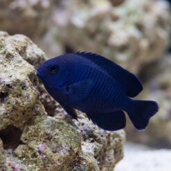 Blue Velvet Angelfish swimming near live rock, showcasing deep cobalt blue coloration and rounded body profile in reef aquarium