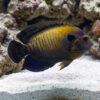 Bluefin Pygmy Angelfish swimming near sandy substrate with coral rock, showing golden body, dark striping, and vivid blue fin edges