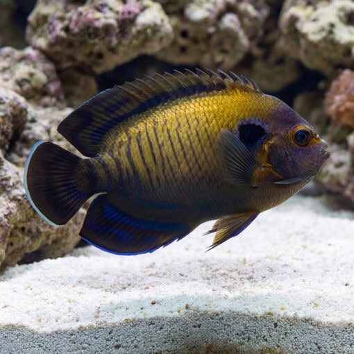 Bluefin Pygmy Angelfish swimming near sandy substrate with coral rock, showing golden body, dark striping, and vivid blue fin edges