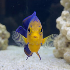 Pygmy Angelfish facing camera head-on in reef aquarium showing vivid yellow face blue body and spread pectoral fins near white sand