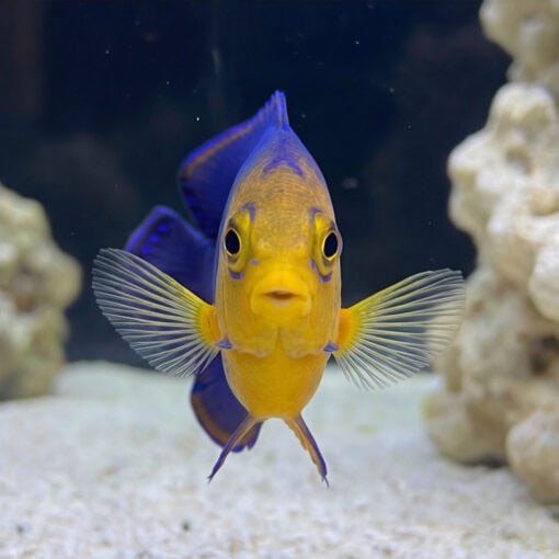 Pygmy Angelfish facing camera head-on in reef aquarium showing vivid yellow face blue body and spread pectoral fins near white sand