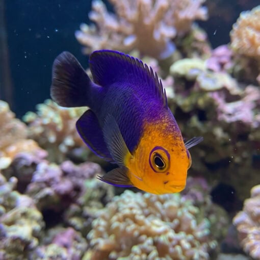 Pygmy Angelfish vibrant purple and orange coloration facing forward surrounded by coral reef aquarium setting