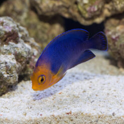 Pygmy Angelfish juvenile with vivid blue and orange bicolor pattern swimming near sandy substrate and live rock