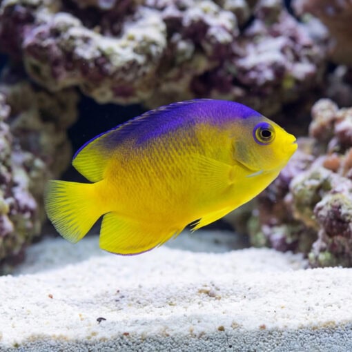 Colini Angelfish vibrant yellow body purple-blue back swimming near white sand coral reef aquarium