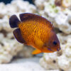 Coral Beauty Angelfish (Centropyge bispinosa) vibrant orange and purple juvenile swimming near white live rock in reef aquarium