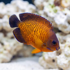 Coral Beauty Angelfish (Centropyge bispinosa) vibrant orange and purple juvenile swimming near white live rock in reef aquarium