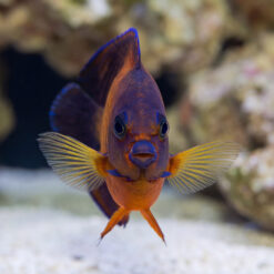 Coral Beauty Angelfish (Centropyge bispinosa) facing camera head-on, displaying vivid orange body, purple edges, and fanned pectoral fins