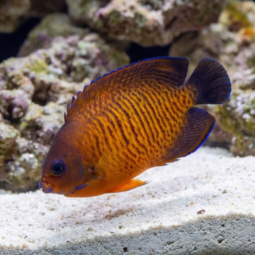 Coral Beauty Angelfish (Centropyge bispinosa) swimming near sandy substrate with vivid orange body, dark wavy stripes, and blue-edged fins
