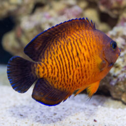Coral Beauty Angelfish (Centropyge bispinosa) vibrant orange and purple juvenile swimming near sandy reef bottom with rock coral