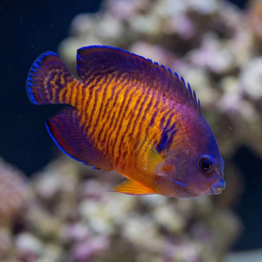 Coral Beauty Angelfish Tiger Tail (Centropyge bispinosa) swimming laterally, vivid orange-purple striped body, blue-edged fins, coral reef background
