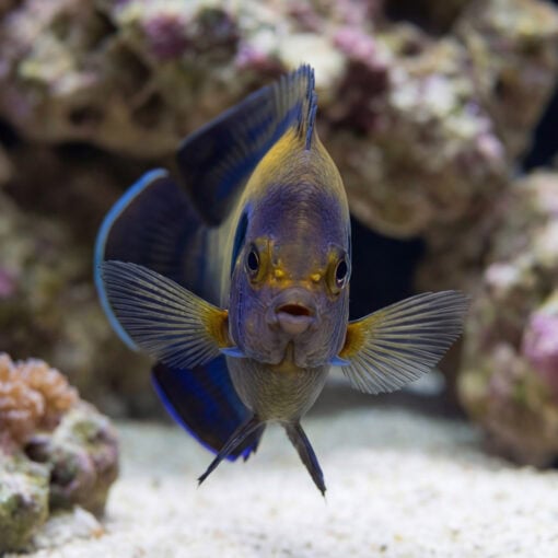 Bluefin Pygmy Angelfish face-on view showing blue-purple body, golden fins spread wide, swimming toward camera over sandy reef substrate