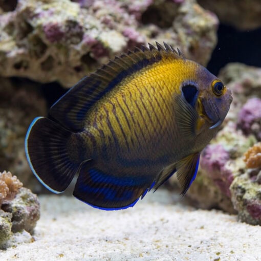 Bluefin Pygmy Angelfish swimming near coral rock, showing vivid gold body with dark vertical stripes and electric blue fin edges