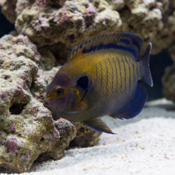 Bluefin Pygmy Angelfish swimming near coral rock with golden body, blue-edged fins, and dark face markings over white sand substrate