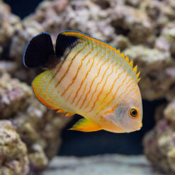 Eibli Angelfish (Centropyge eibli) juvenile displaying vivid orange stripes blue-tipped dorsal fin swimming near live rock