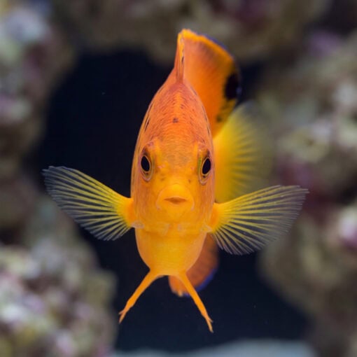 False Shepard's Hybrid juvenile facing forward displaying vivid orange body with spread pectoral fins against dark reef background