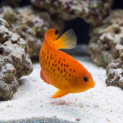 False Shepard's Hybrid juvenile swimming near sandy substrate with vivid orange body and black spots among live rock