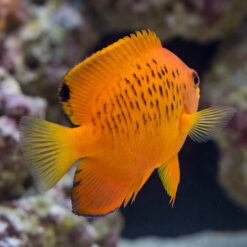 False Shepard's Hybrid angelfish vivid orange body with black spot markings swimming near coral reef rock
